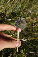 Echinops latifolius