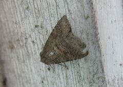 Parastichtis suspecta