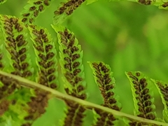 Athyrium