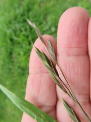Bromus catharticus