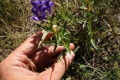 Scutellaria