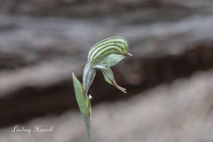 Pterostylis occulta