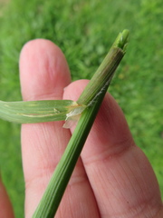 Bromus catharticus