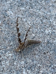 Callibaetis pictus