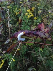 Macremphytus tarsatus