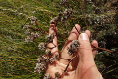 Goniolimon speciosum