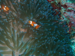 Amphiprion ocellaris