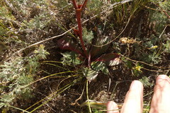 Goniolimon speciosum