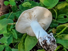Leucocybe connata