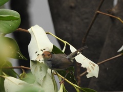 Orthotomus ruficeps