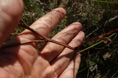 Goniolimon speciosum