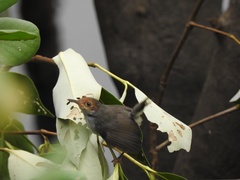 Orthotomus ruficeps