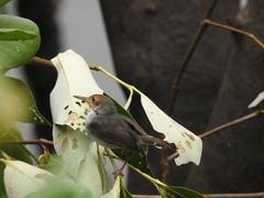 Orthotomus ruficeps