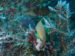 Pomacentrus amboinensis