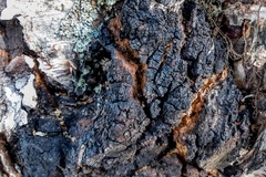 Inonotus obliquus sterilis