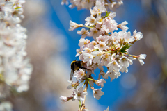 Bombus