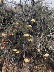 Leucospermum lineare