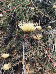 Leucospermum lineare