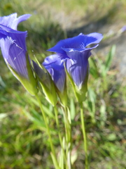 Gentianopsis