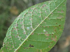 Pucciniastrum areolatum