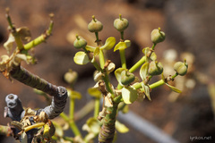 Euphorbia regis-jubae
