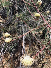 Leucospermum lineare