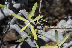 Euphorbia regis-jubae