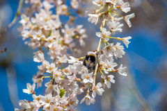 Bombus