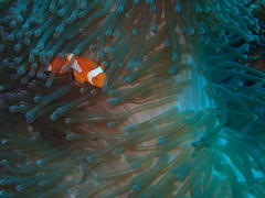 Heteractis magnifica