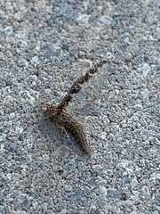 Callibaetis pictus