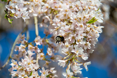 Bombus