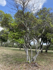 Arbutus unedo