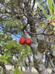Arbutus unedo