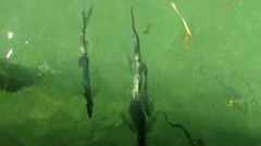 Megalops atlanticus