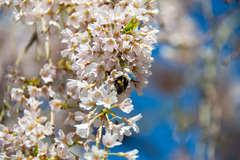Bombus