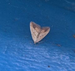 Evergestis extimalis