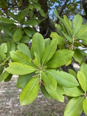 Arbutus unedo