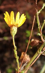 Ursinia punctata