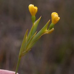 Bobartia
