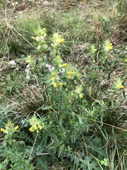 Rhinanthus serotinus