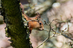 Sciurus vulgaris