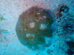 Astraeosmilia maxima