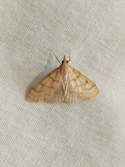 Pyraustini