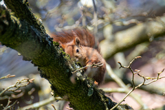 Sciurus vulgaris