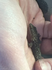 Afrogecko porphyreus