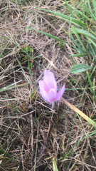 Colchicum autumnale