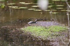 Emydura macquarii