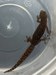 Afrogecko porphyreus