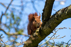 Sciurus vulgaris