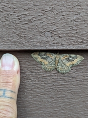 Rheumaptera meadii